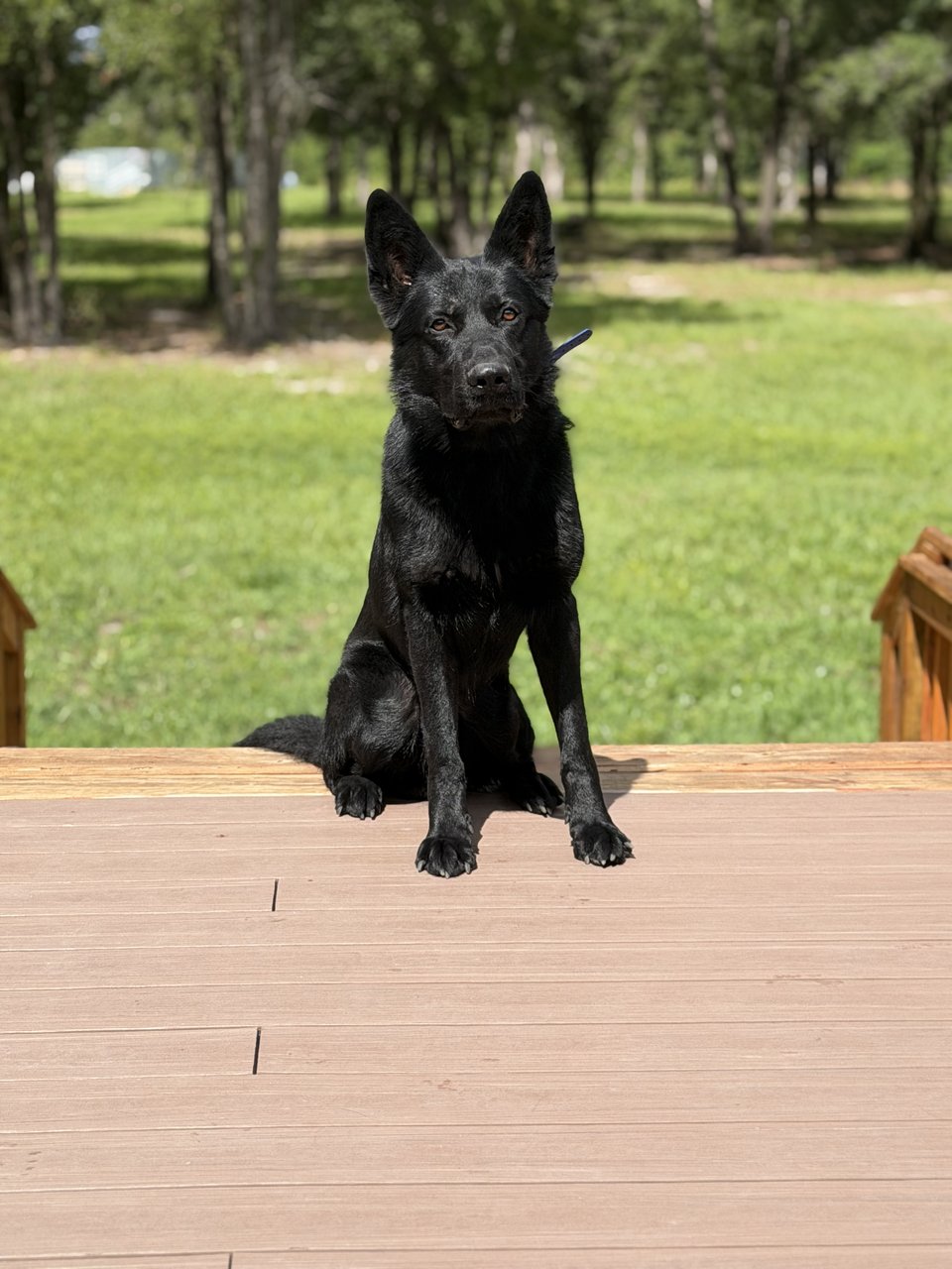 Kenai Vom Roanwood gallery 1