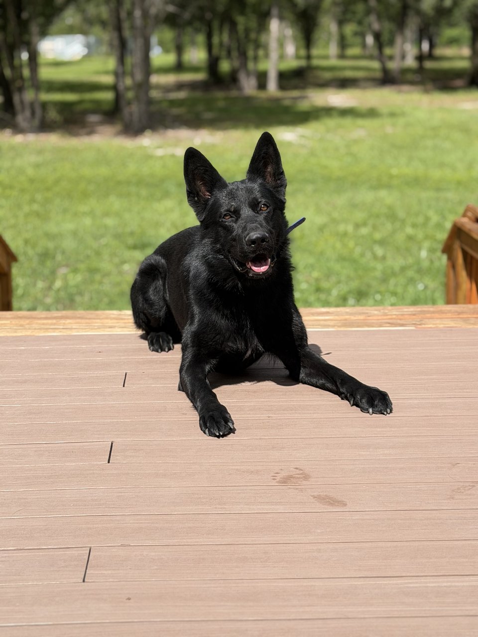 Kenai Vom Roanwood gallery 2