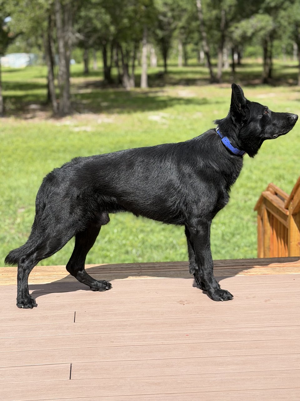 Kenai Vom Roanwood gallery 3