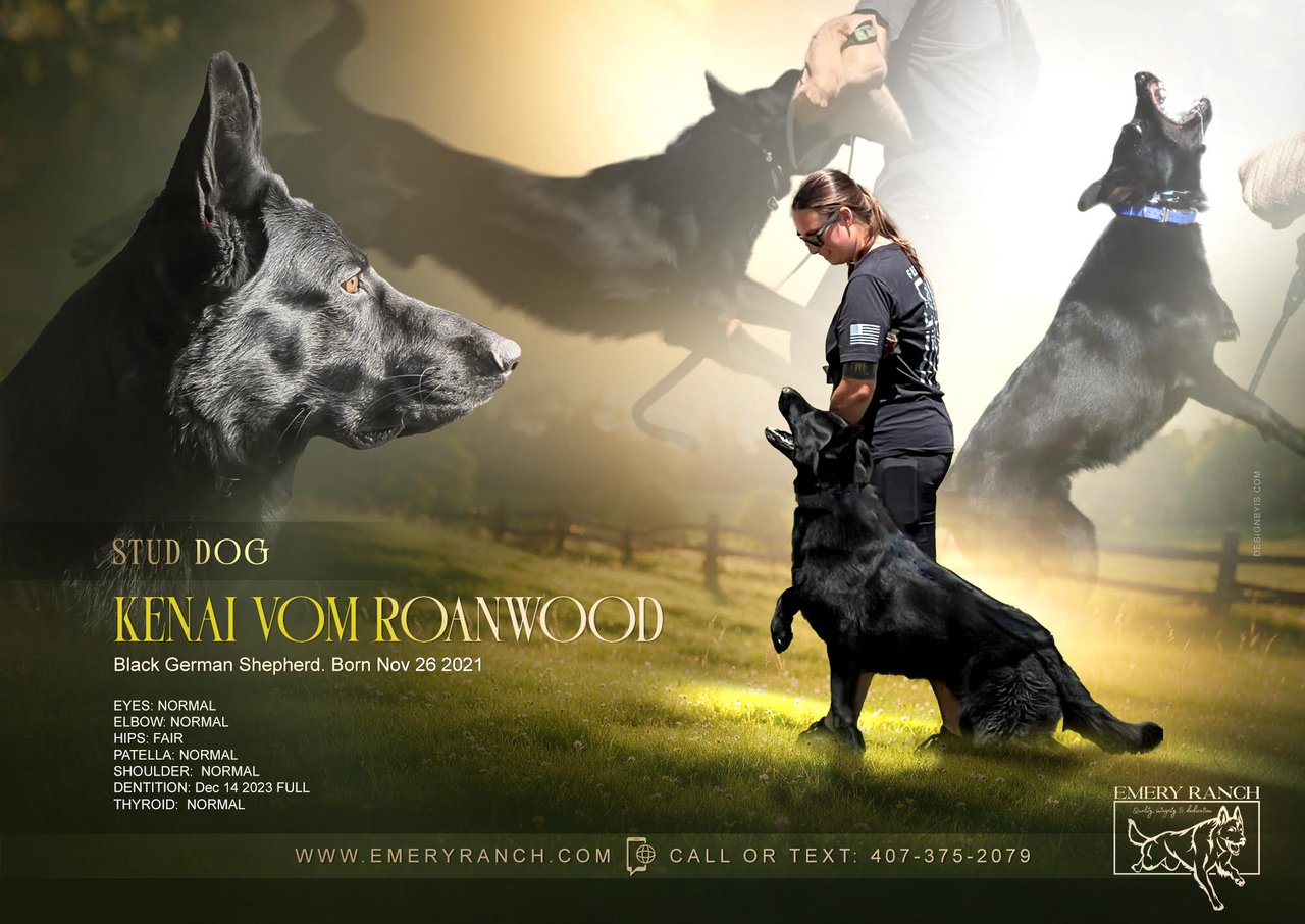 Kenai Vom Roanwood — Black German Shepherd stud dog at Emery Ranch