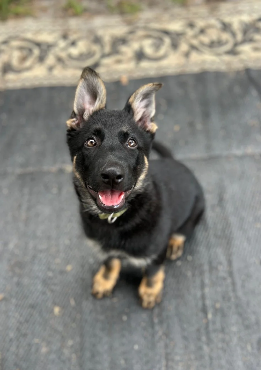 Nairobi Vom Monthaus — German Shepherd Dog