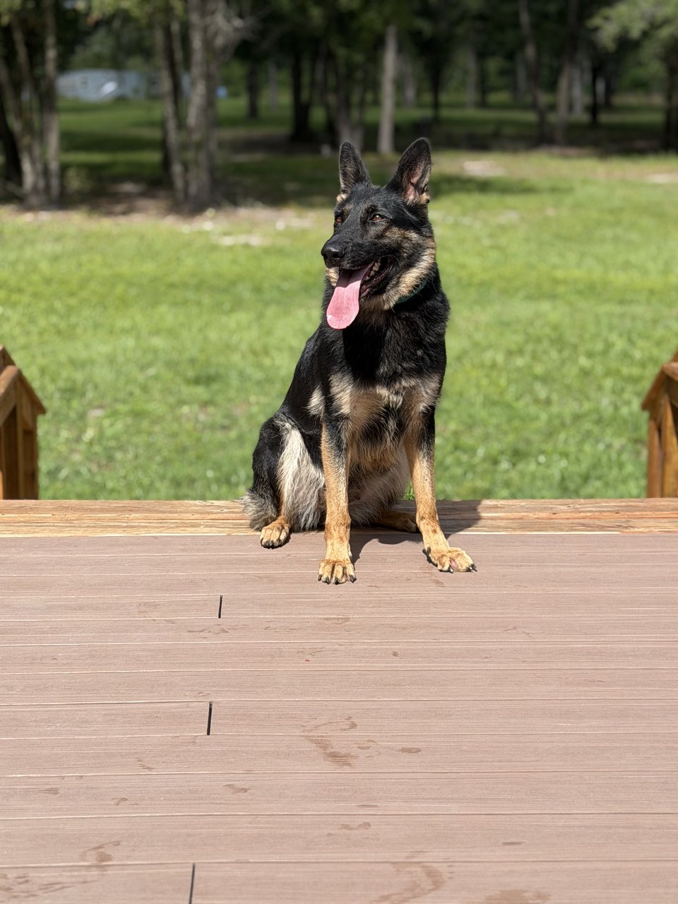 Nairobi Vom Monthaus — German Shepherd Dog