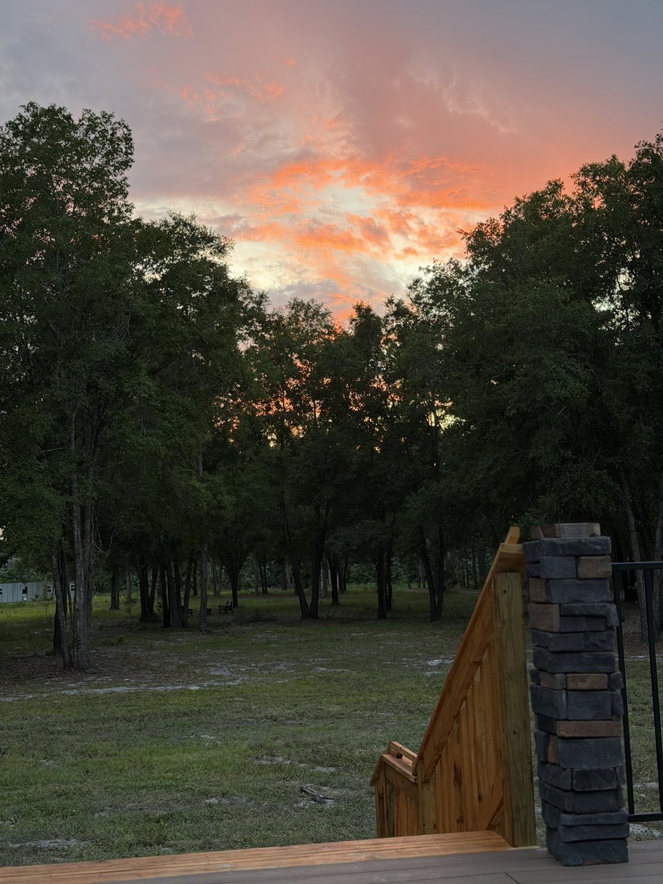 Oak trees & golden-hour pasture