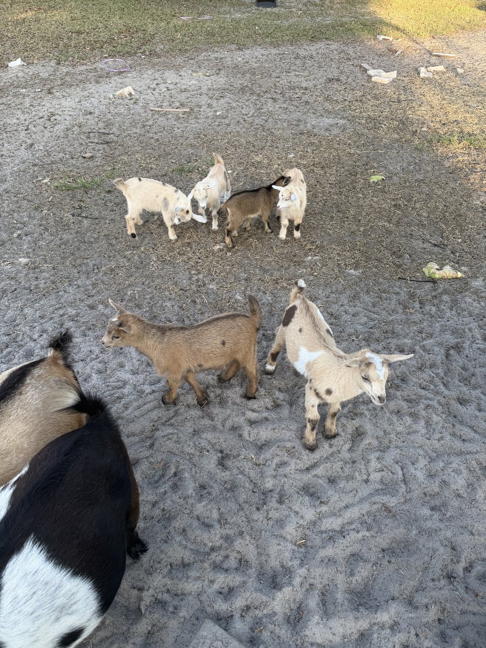 Goats on the ranch
