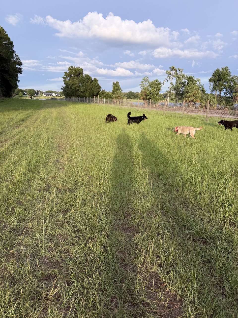 Dogs at play in the fields