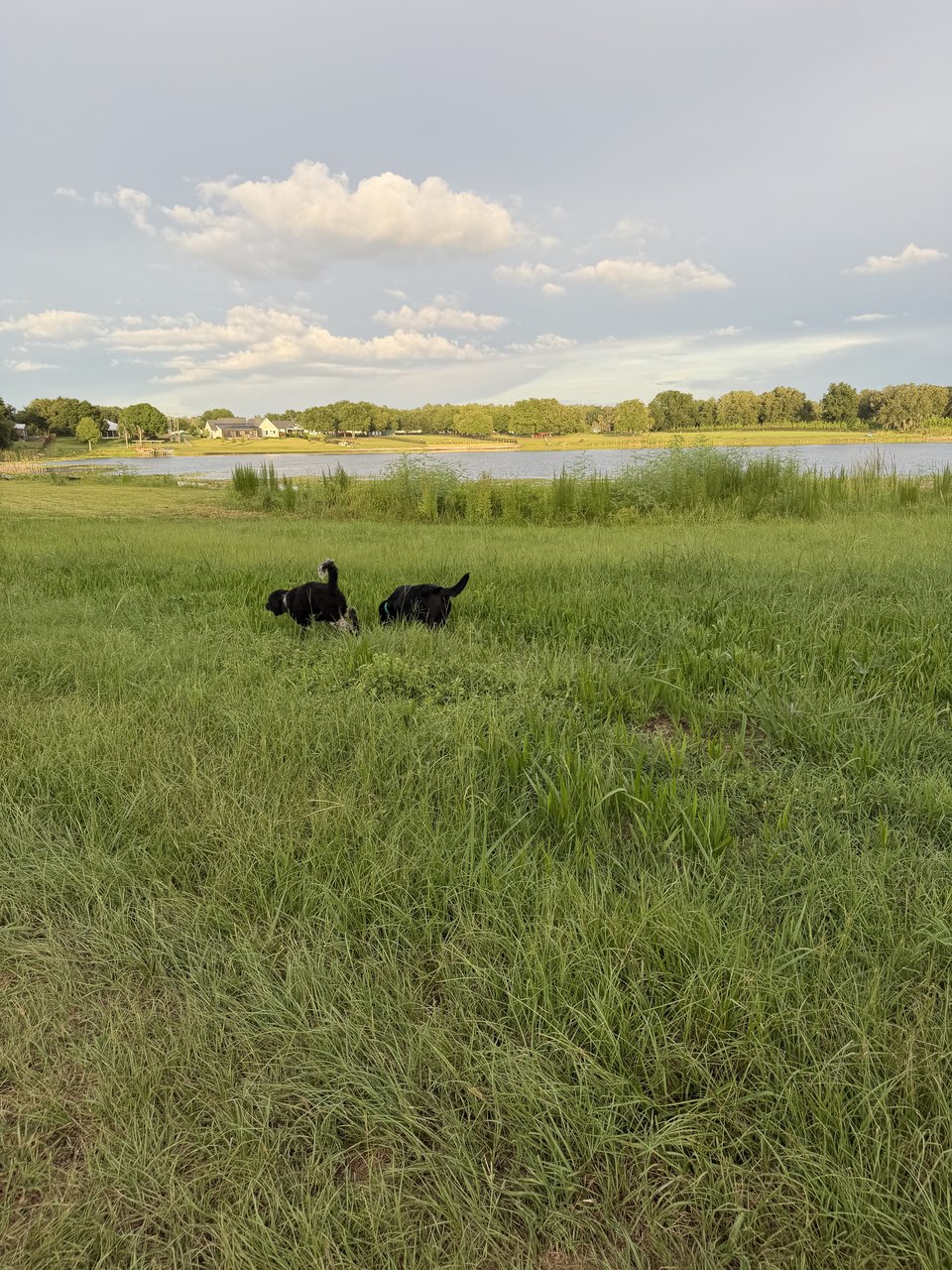 Open pasture at dusk