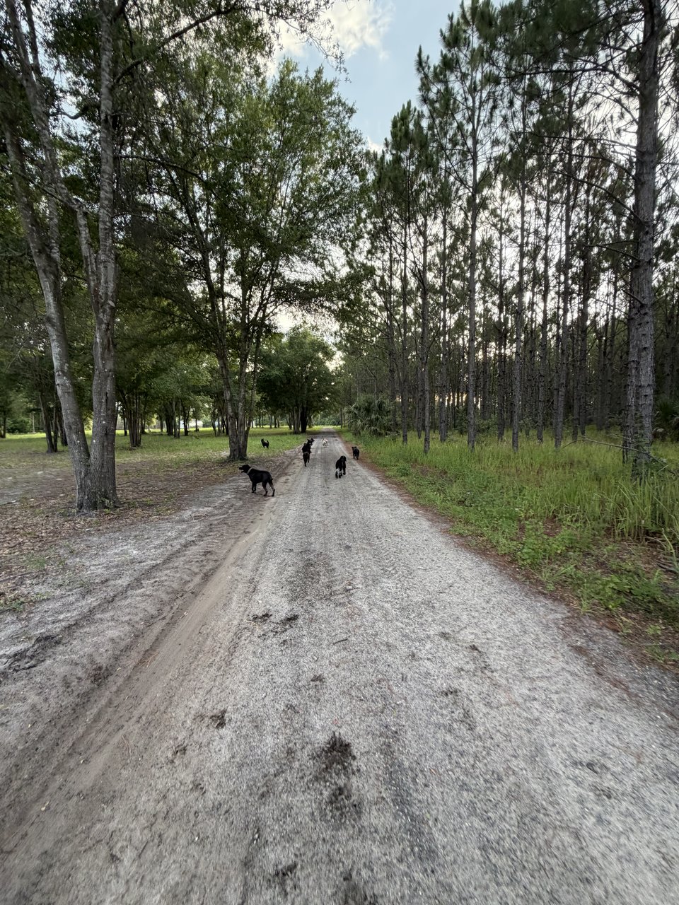 Daily pack walks
