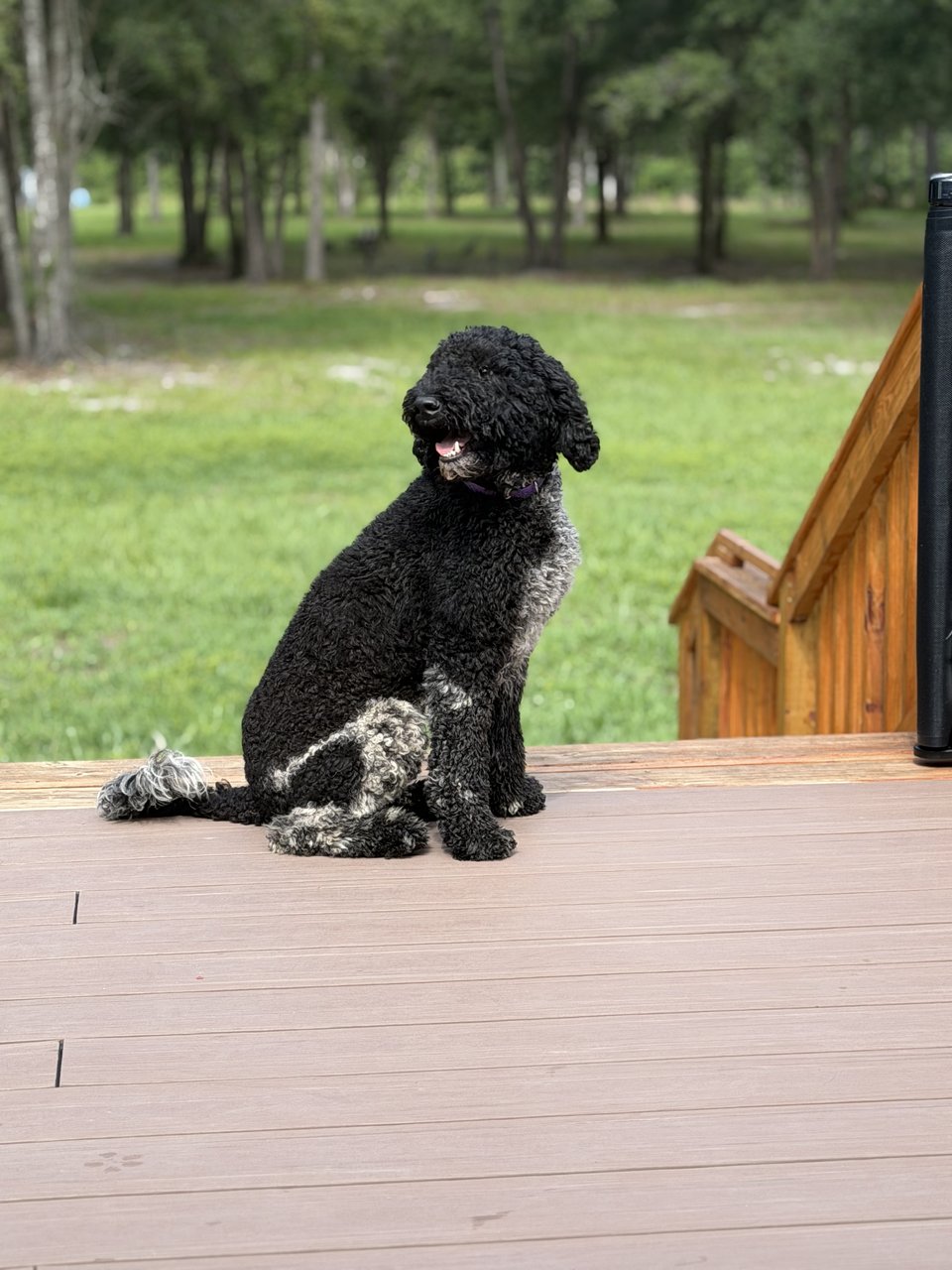 Tilly — Standard Poodle