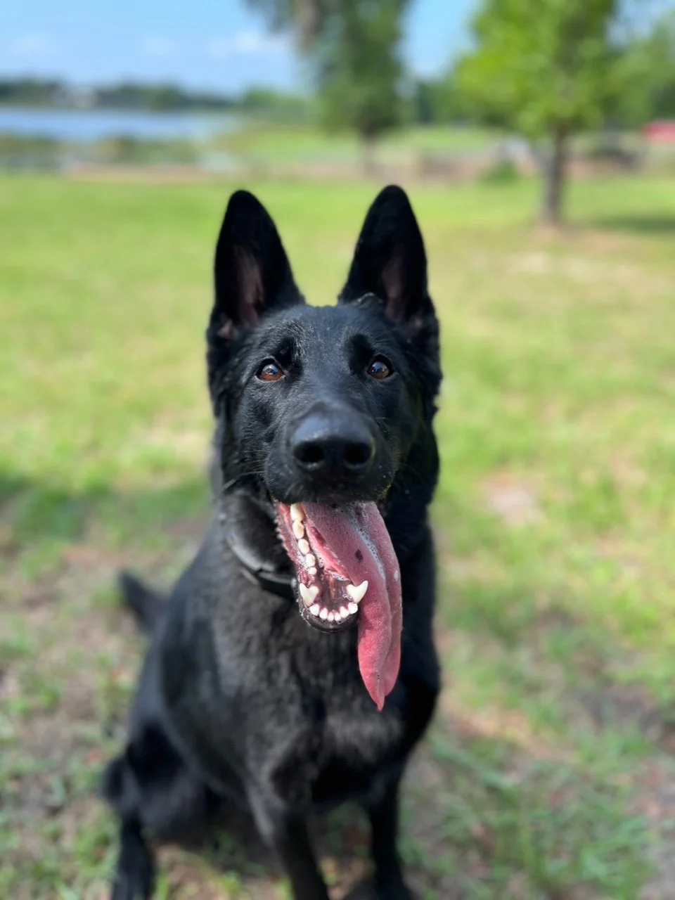 Zara Vom Monthaus — German Shepherd Dog